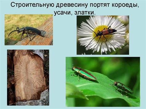 Кто такие насекомые - презентация онлайн