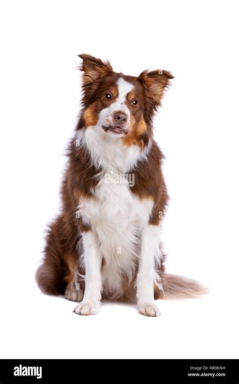 Red Tri Border Collie