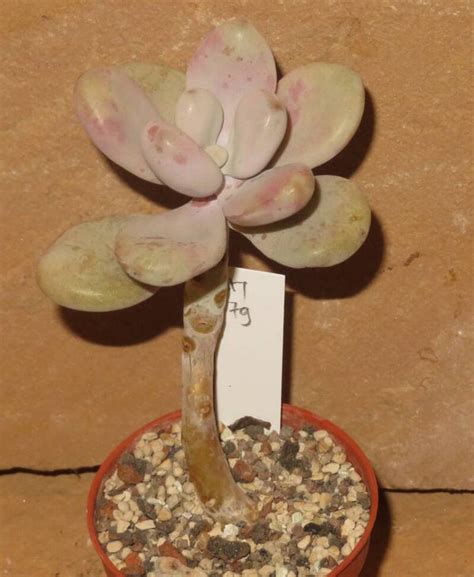 Graptopetalum amethystinum | CULTURE PLANTS