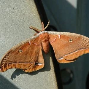 Antheraea polyphemus - Facts, Diet, Habitat & Pictures on Animalia.bio