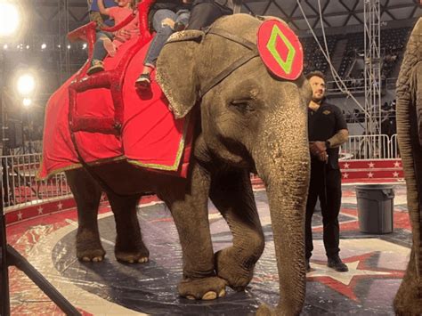 elephants  confront shriners  circus cruelty  imperial