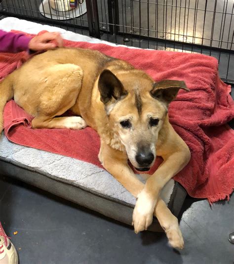 Dogs Available For Adoption Now – TUCSON RESCUE NOW