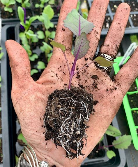 grow  avocado tree artofit