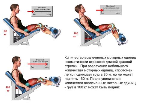 Физиология мышц. Сокращение мышцы - online presentation