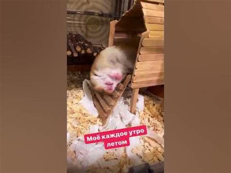 #video #сторис #черри #шиншилла #викишоу #инстаграм #врек #музыка #лето ...