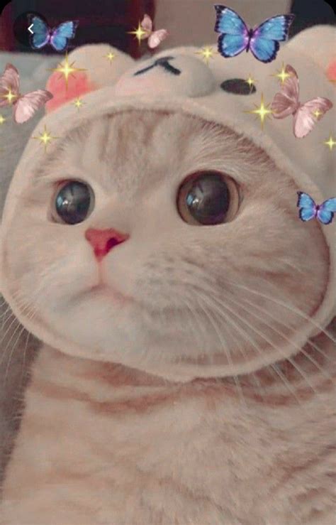 Pin de Julia Sochacka em Koty | Fotos de girafa, Posteres de gato