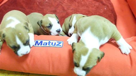 Amstaff Male. Малыши стаффордширский терьер, мальчики - YouTube