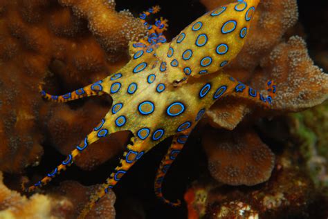 blue ringed octopus facts habitat life cycle venom pictures