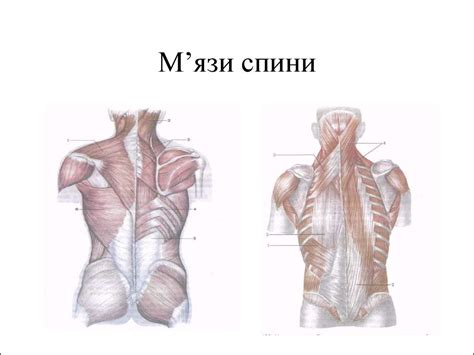 М’язи спини та живота - презентация онлайн