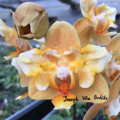 『新品種介紹』 Phal. Little Emperor... - Joseph Wu Orchids 吳祚雄蘭園