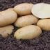 Картофель Конкурент: описание и характеристики, особенности посадки и ...