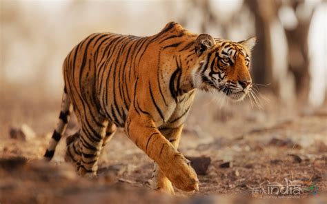 Welcome [tripindia.co.in]