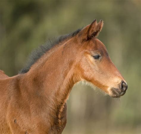 marvelous environment  mares aushorse