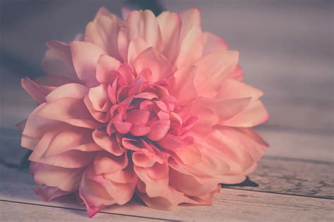 Flower Background Wallpaper