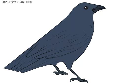 How to Draw a Crow - Easy Drawing Art