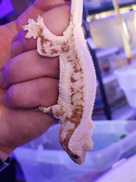 what happens if gecko losing weight at home 4