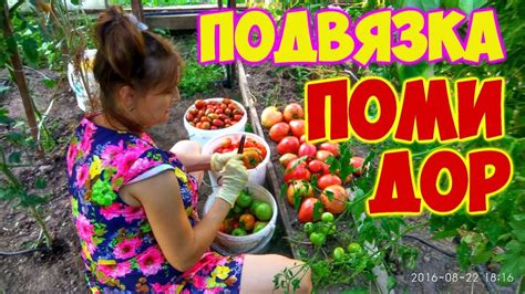 Шпалеры в теплице . Подвязка помидор . Вау способ , без узлов ))) - YouTube