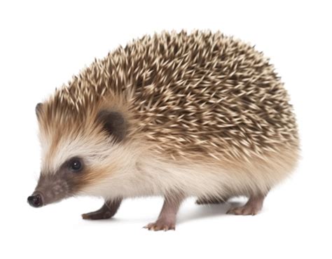 Hedgehog PNGs for Free Download