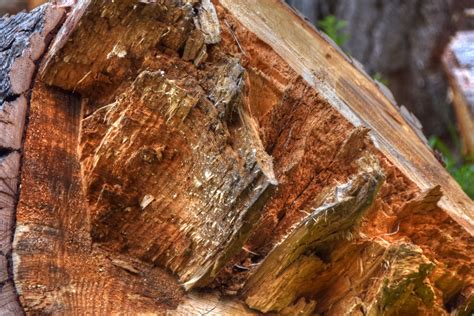 Log Free Stock Photo - Public Domain Pictures
