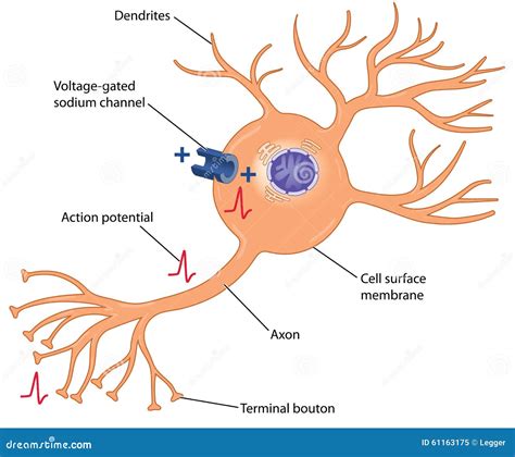 nerve action potential diagram