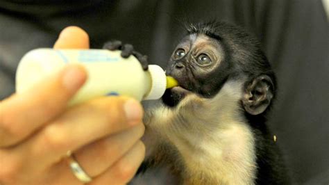 Anchali hat Geburtstag - Zoobabies - ARD | Das Erste