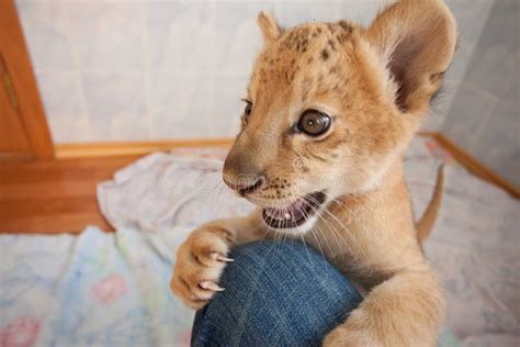 Kiara editorial stock image. Image of novosibirsk, mammal - 26977314