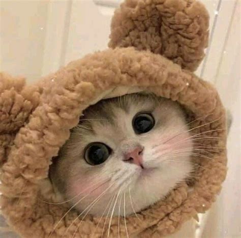 Cute animals, adorable animals, adorable cat, cute cat photo, wallpaper ...