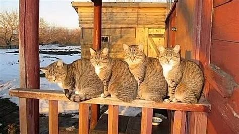 Скотинки-животинки.
