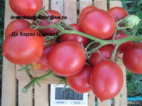 Томат Де Барао царский: описание сорта помидоров, характеристики ...