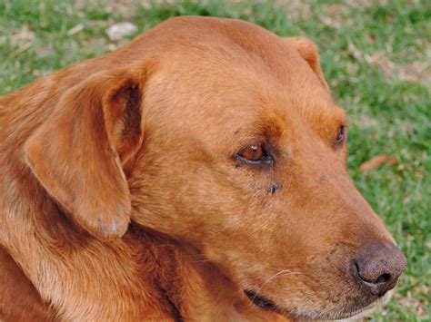 Free picture: brown, dog, eyes, portrait, cute, pet, animal, puppy