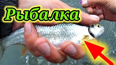 Рыбалка на реке Бия 11 августа 👆. Пробую ловить хариуса на муть. - YouTube