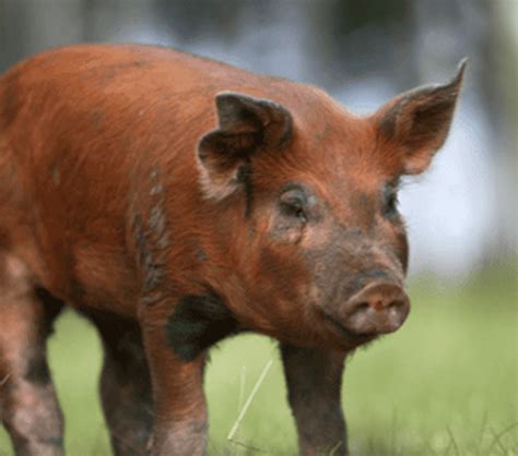 Duroc Pig