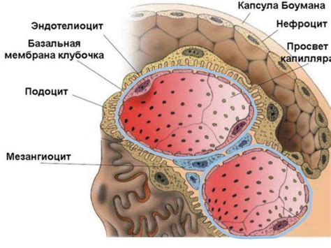Морфологические основы почки - презентация онлайн