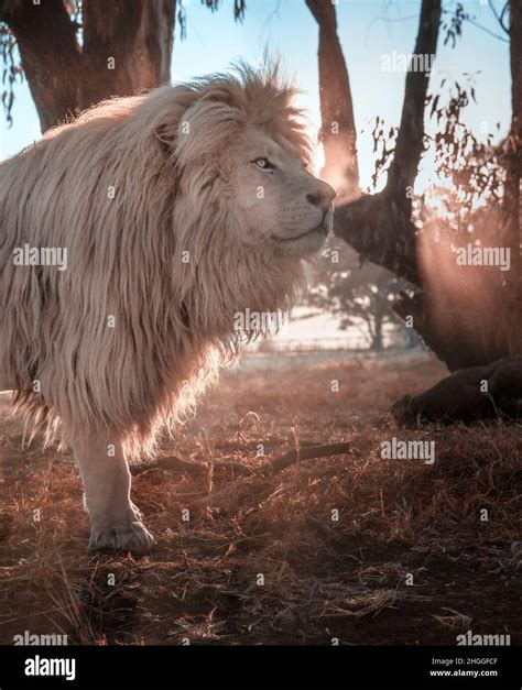 A leucistic lion against the sunset in the backdrop. FREE STATE, SOUTH ...