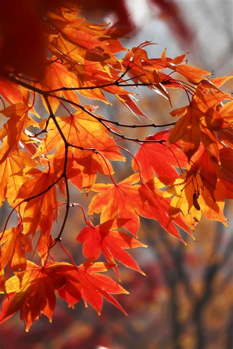 Vibrant Fall Foliage Trees For Sale | TN Nursery