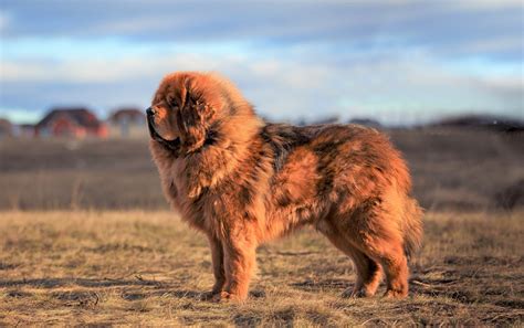 Lalbum Del Mio Cane La Nostra Storia I Momenti Speciali I Ricodi Pi Belli 6