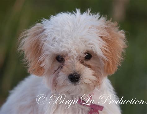 Havipoo - Half Toy Poodle and Half Havanese