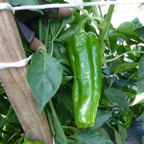 Hybrid Roasting Pepper - Sweet Delilah – Gowan