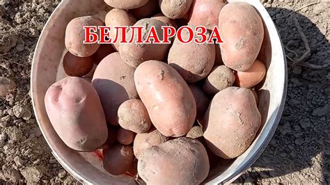 25августа. Копаем картофель сорт Беллароза, посаженный 7июня ...