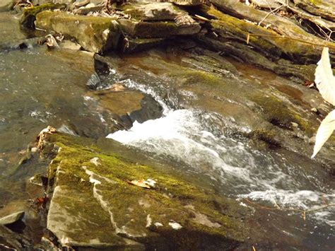 trickling brook  photo  freeimages