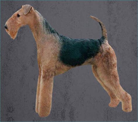 How Often Do You Need To Professionally Groom A Airedale Terrier