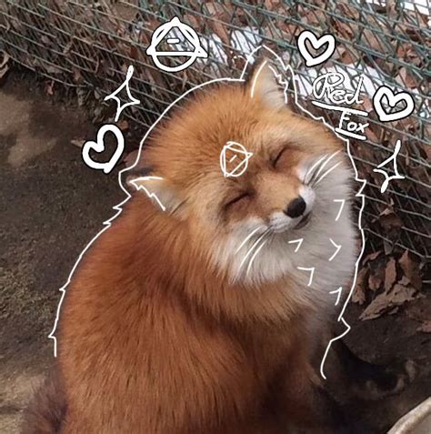 Free fox therian pfp | Fox pictures, Animal icon, Cute art