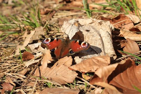 Peacock Butterfly Insect Dry - Free photo on Pixabay - Pixabay