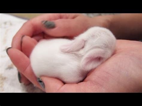 Newborn Bunny