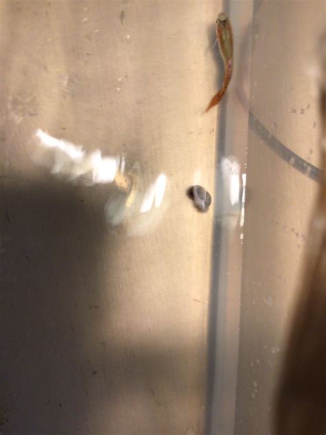 Is this snail venomous? : r/snails