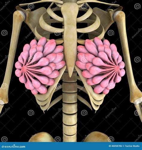 Breast glands stock illustration. Illustration of duct - 46058786