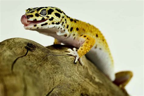 pet lizards   surprisingly awesome companionsfrom easy