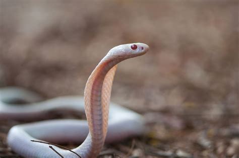 Rarest Snakes in the World | Be Amazed