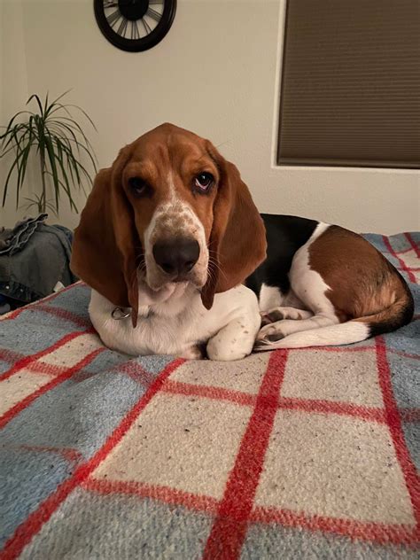 Tripster livin his Basset Life : r/basset