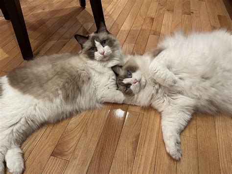 How to find reputable breeders with dogs for sales near you 15